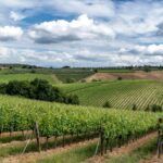 a tractor is driving through a field of crops