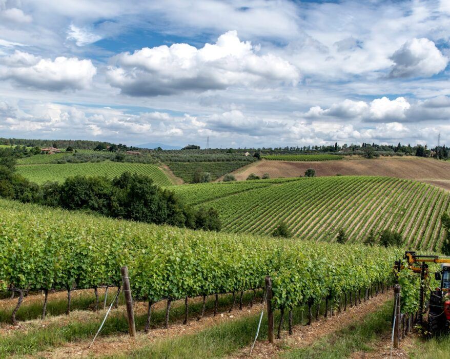 a tractor is driving through a field of crops