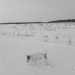 Weekend w Laponii: Psie zaprzęgi i zimowe krajobrazy