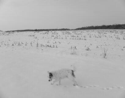 Weekend w Laponii: Psie zaprzęgi i zimowe krajobrazy