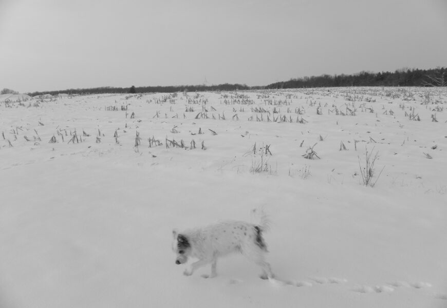 Weekend w Laponii: Psie zaprzęgi i zimowe krajobrazy